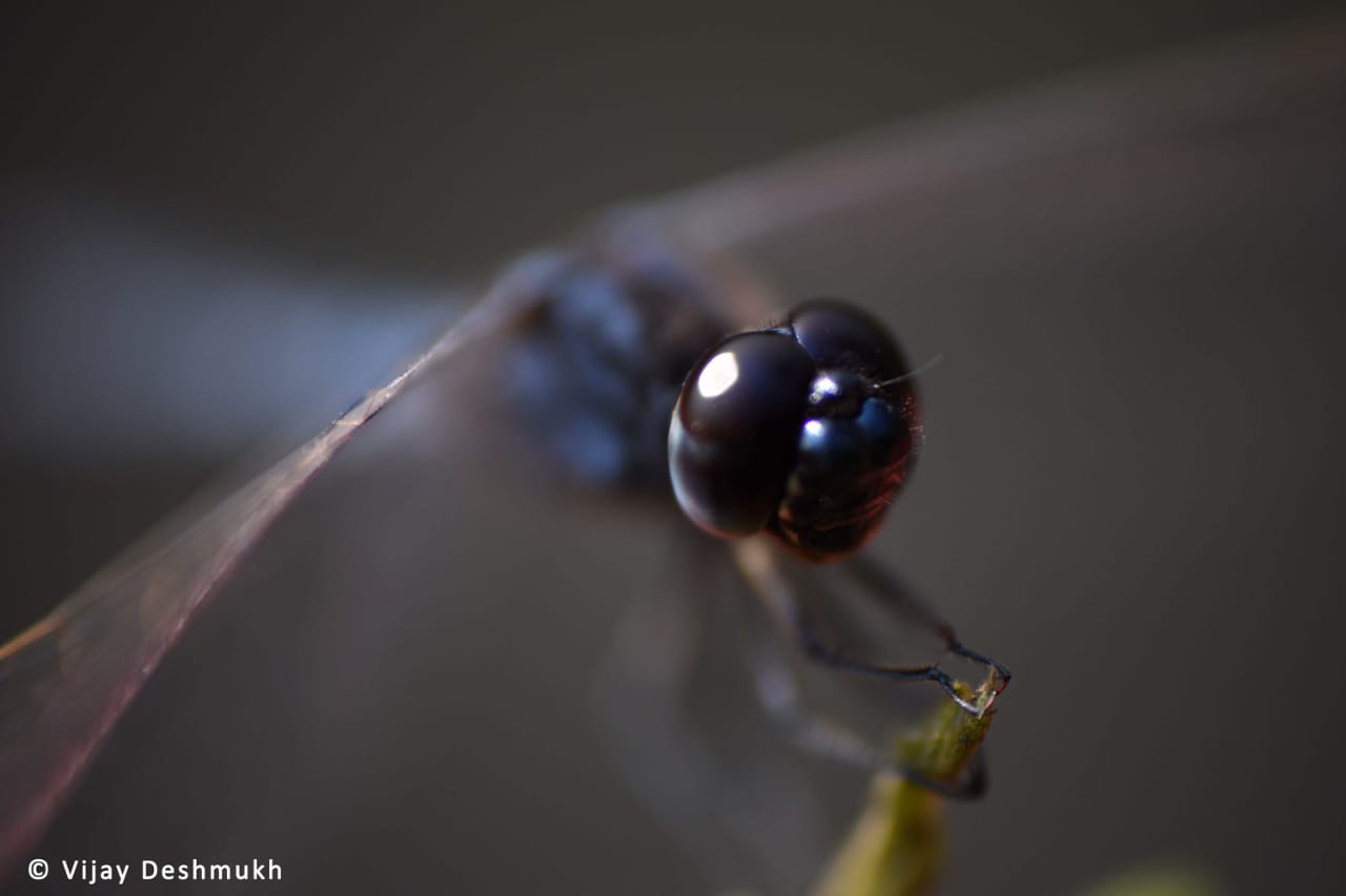 Dragonfly eyes