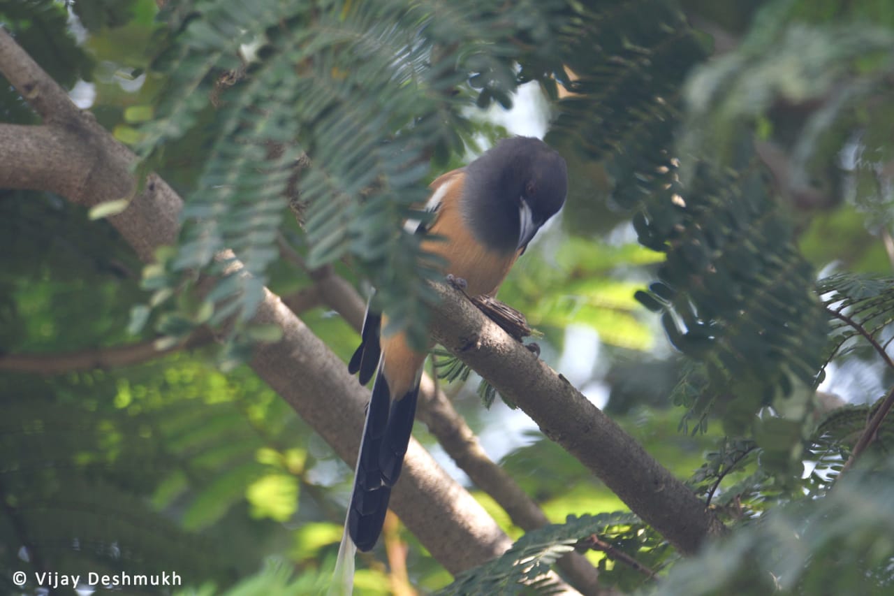 Rufous Treepie