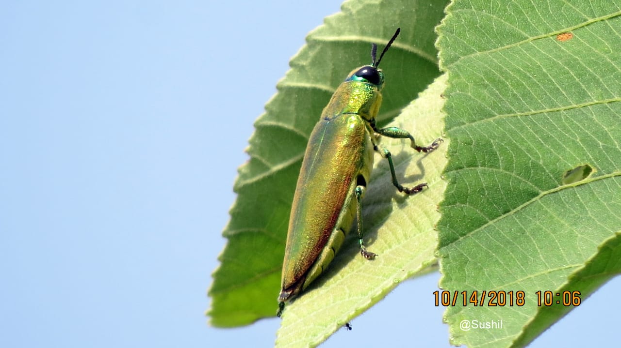 Jewel Beetle