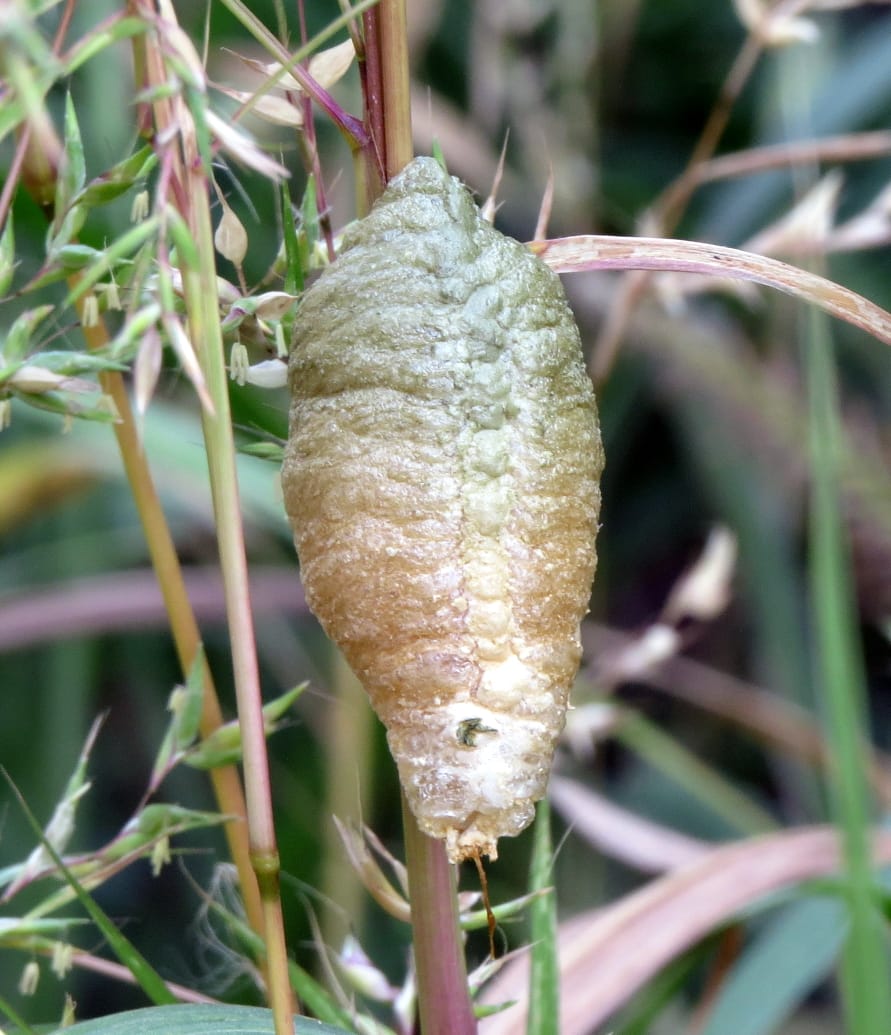 Mantis Ootheca