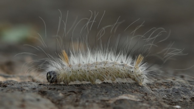 Moth caterpillar