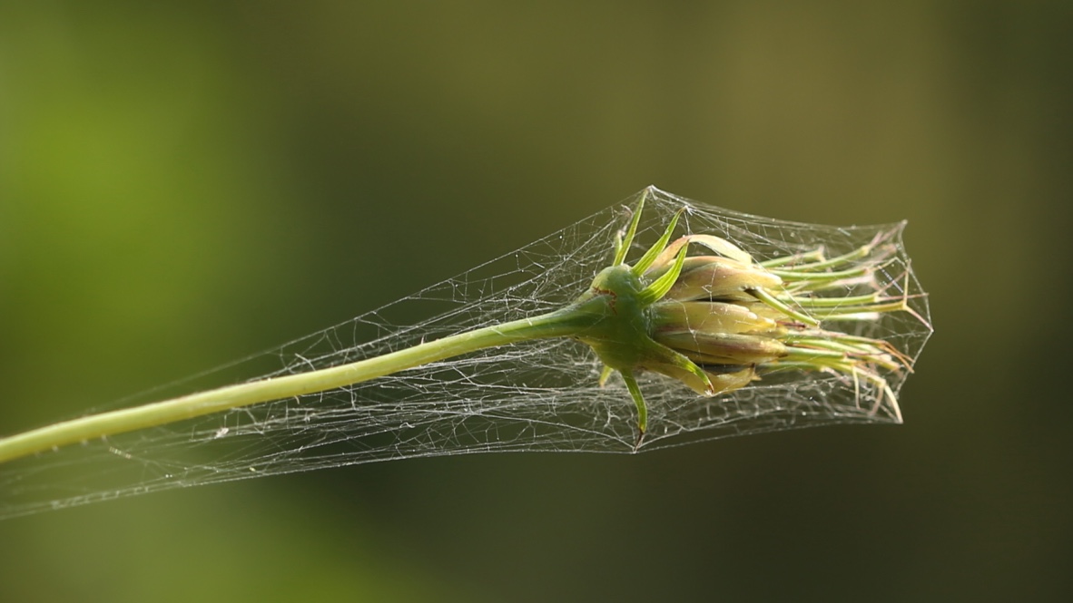 Spider web