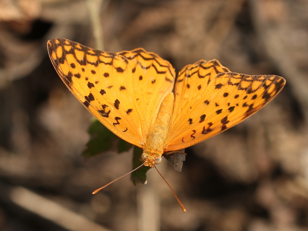 Leopard butterfly