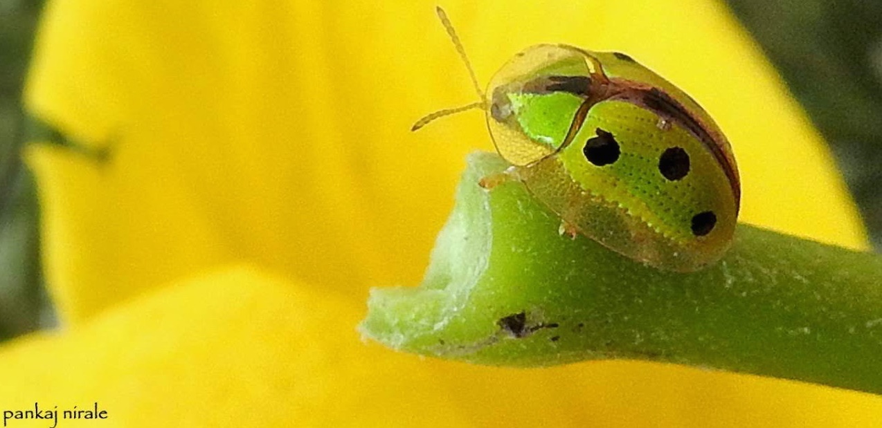 Tortoise Shell beetle